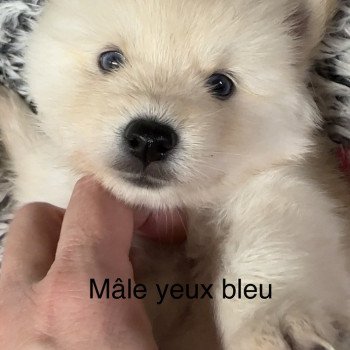 chiot Pomsky sable yeux bleu Ares Elevage de Pomsky & Samsky