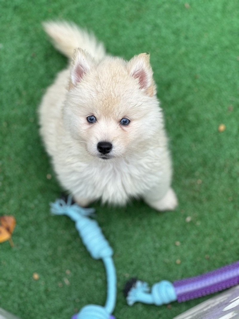 Lovesky Mâle Pomsky