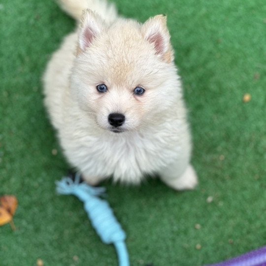 Lovesky Mâle Pomsky