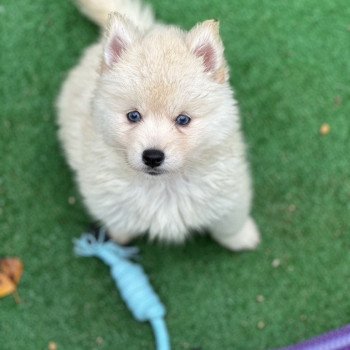 chiot Pomsky F4 sable yeux bleu Ares Elevage de Pomsky & Samsky