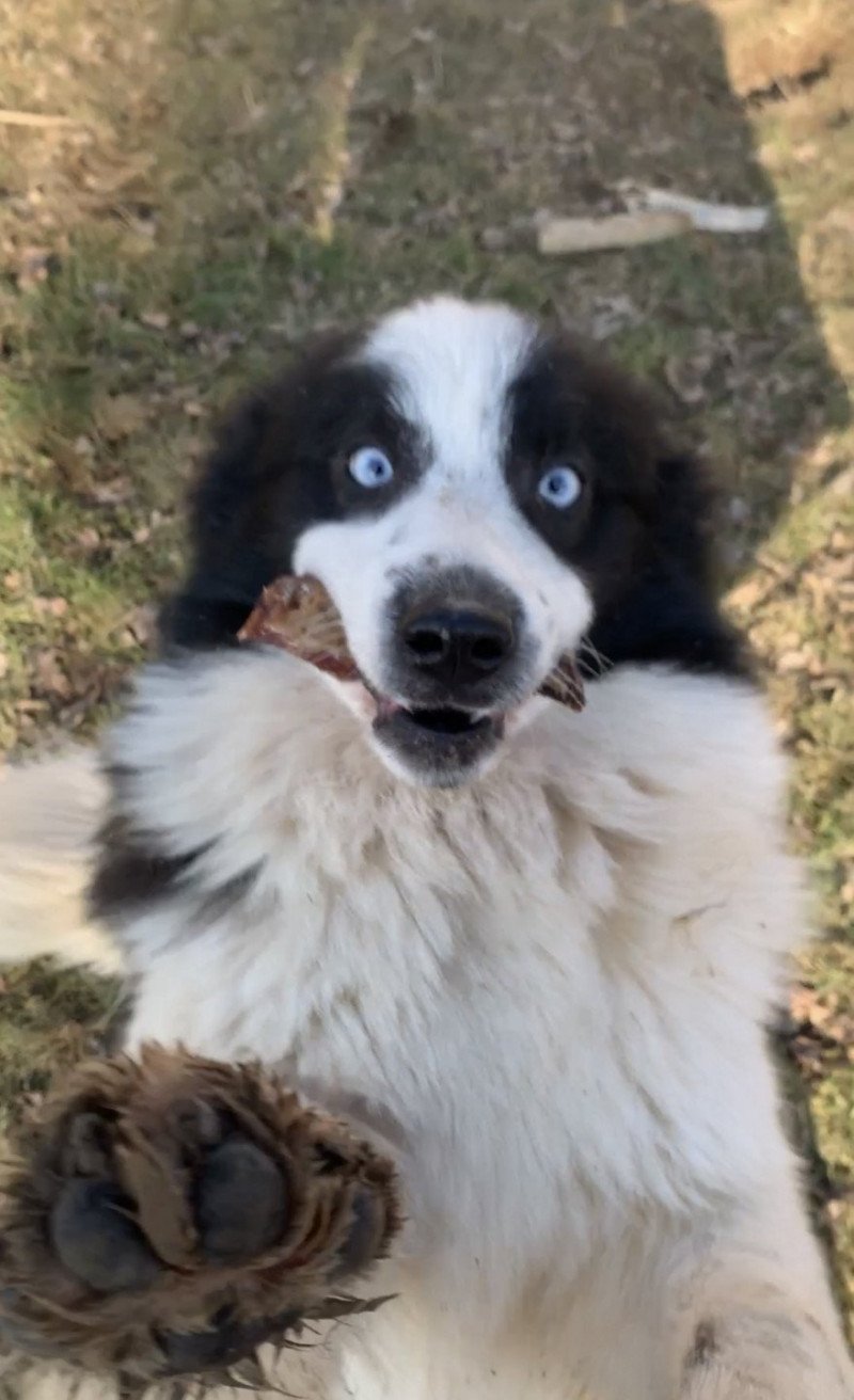 Bounty Mâle Pomsky
