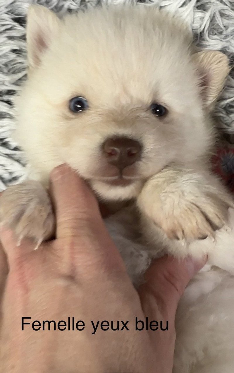 Cali Femelle Pomsky