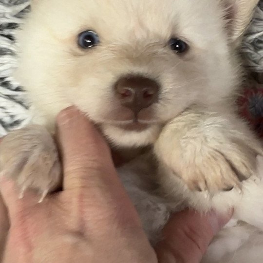 Cali Femelle Pomsky