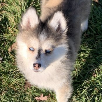 chien Pomsky Gris Loup marquage husky yeux bleu Dana Elevage de Pomsky & Samsky