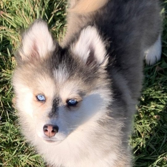 Dana Femelle Pomsky
