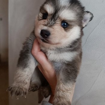 chien Pomsky Gris Loup marquage husky yeux bleu Dana Elevage de Pomsky & Samsky