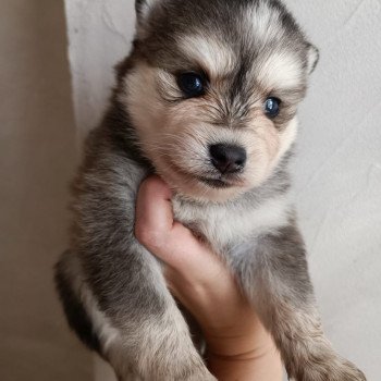 chien Pomsky Gris Loup marquage husky yeux bleu Dana Elevage de Pomsky & Samsky