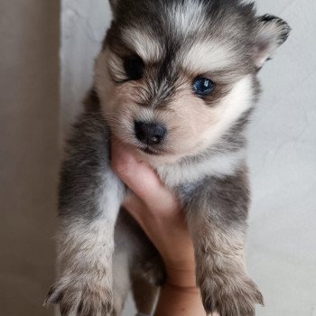 chien Pomsky Gris Loup marquage husky yeux bleu Dana Elevage de Pomsky & Samsky