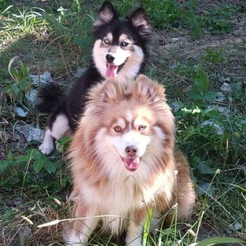 chien Pomsky Gris Loup marquage husky yeux bleu Dana Elevage de Pomsky & Samsky