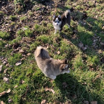 chien Pomsky Gris Loup marquage husky yeux bleu Dana Elevage de Pomsky & Samsky