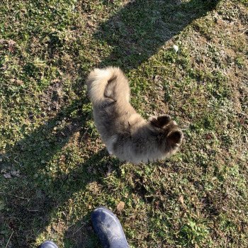 chien Pomsky Gris Loup marquage husky yeux bleu Dana Elevage de Pomsky & Samsky