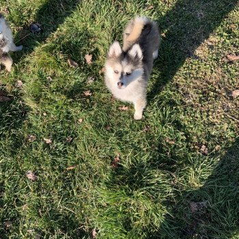 chien Pomsky Gris Loup marquage husky yeux bleu Dana Elevage de Pomsky & Samsky