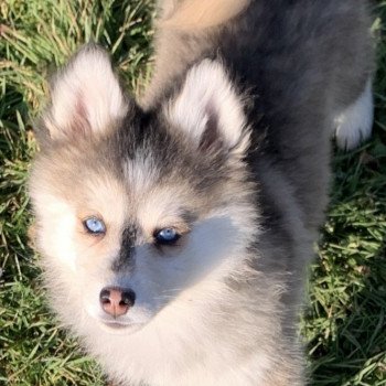 chien Pomsky Gris Loup marquage husky yeux bleu Dana Elevage de Pomsky & Samsky