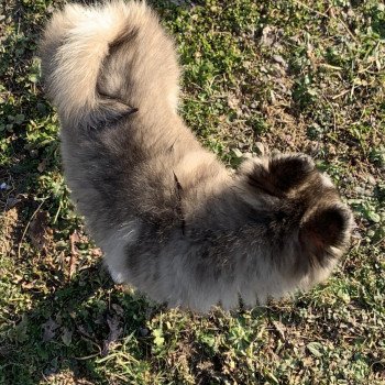 chien Pomsky Gris Loup marquage husky yeux bleu Dana Elevage de Pomsky & Samsky