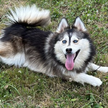 chien Pomsky F4 Gris Loup marquage husky yeux bleu Dana Elevage de Pomsky & Samsky