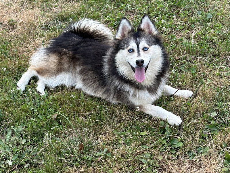 Dana Femelle Pomsky Dana Femelle Pomsky
