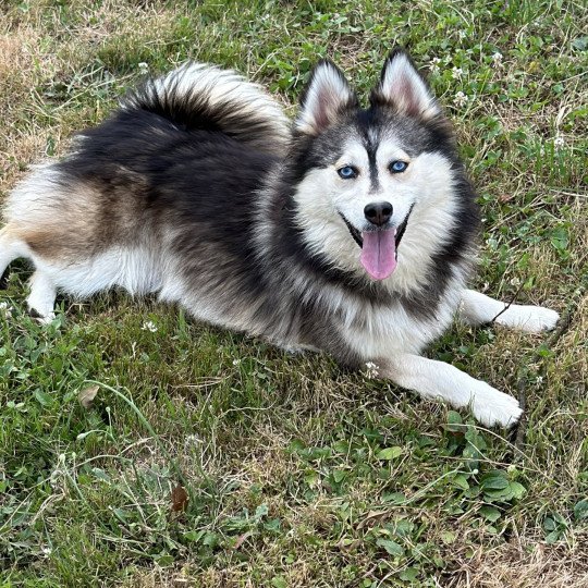 Dana Femelle Pomsky