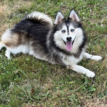 chien Pomsky F4 Gris Loup marquage husky yeux bleu Dana Elevage de Pomsky & Samsky