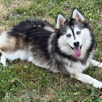 chien Pomsky F4 Gris Loup marquage husky yeux bleu Dana Elevage de Pomsky & Samsky