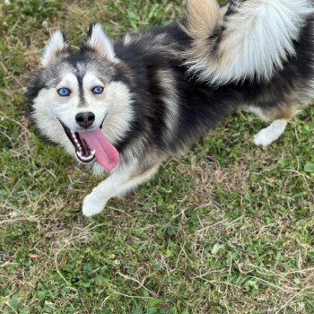 chien Pomsky F4 Gris Loup marquage husky yeux bleu Dana Elevage de Pomsky & Samsky