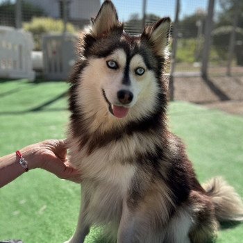 chien Pomsky F4 Gris Loup marquage husky yeux bleu Dana Elevage de Pomsky & Samsky