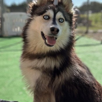 chien Pomsky F4 Gris Loup marquage husky yeux bleu Dana Elevage de Pomsky & Samsky