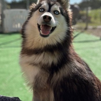 chien Pomsky F4 Gris Loup marquage husky yeux bleu Dana Elevage de Pomsky & Samsky