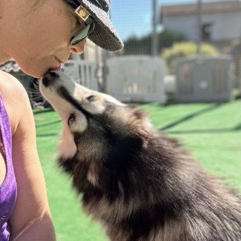 chien Pomsky F4 Gris Loup marquage husky yeux bleu Dana Elevage de Pomsky & Samsky