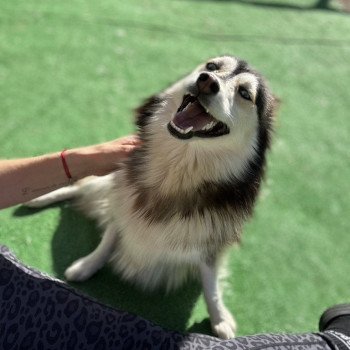 chien Pomsky F4 Gris Loup marquage husky yeux bleu Dana Elevage de Pomsky & Samsky