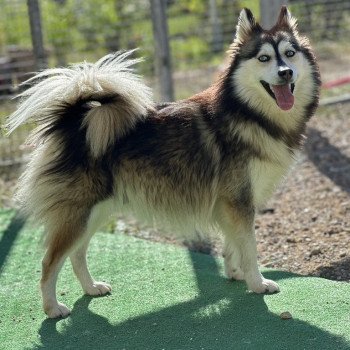 chien Pomsky F4 Gris Loup marquage husky yeux bleu Dana Elevage de Pomsky & Samsky