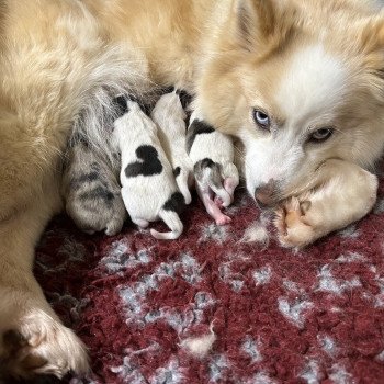 chiot Pomsky F4 3 males et 4 femelles Elevage de Pomsky & Samsky