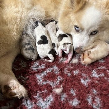 chiot Pomsky F4 3 males et 4 femelles Elevage de Pomsky & Samsky