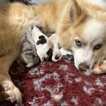 chiot Pomsky F4 3 males et 4 femelles Elevage de Pomsky & Samsky chiot Pomsky F4 3 males et 4 femelles Elevage de Pomsky & Samsky