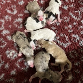 chiot Pomsky F4 3 males et 4 femelles Elevage de Pomsky & Samsky chiot Pomsky F4 3 males et 4 femelles Elevage de Pomsky & Samsky