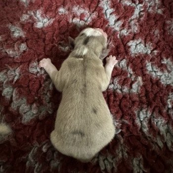 chiot Pomsky F4 3 males et 4 femelles Elevage de Pomsky & Samsky chiot Pomsky F4 3 males et 4 femelles Elevage de Pomsky & Samsky