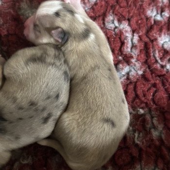 chiot Pomsky F4 3 males et 4 femelles Elevage de Pomsky & Samsky chiot Pomsky F4 3 males et 4 femelles Elevage de Pomsky & Samsky