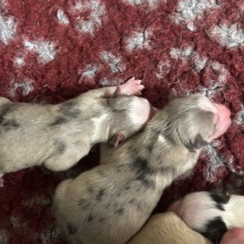 chiot Pomsky F4 3 males et 4 femelles Elevage de Pomsky & Samsky chiot Pomsky F4 3 males et 4 femelles Elevage de Pomsky & Samsky