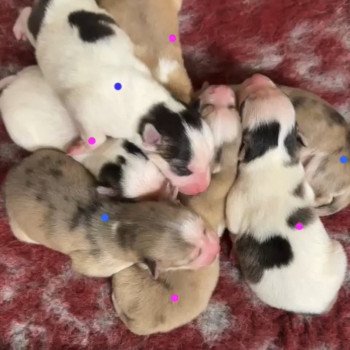 chiot Pomsky F4 3 males et 4 femelles Elevage de Pomsky & Samsky chiot Pomsky F4 3 males et 4 femelles Elevage de Pomsky & Samsky