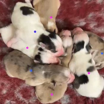 chiot Pomsky F4 3 males et 4 femelles Elevage de Pomsky & Samsky chiot Pomsky F4 3 males et 4 femelles Elevage de Pomsky & Samsky