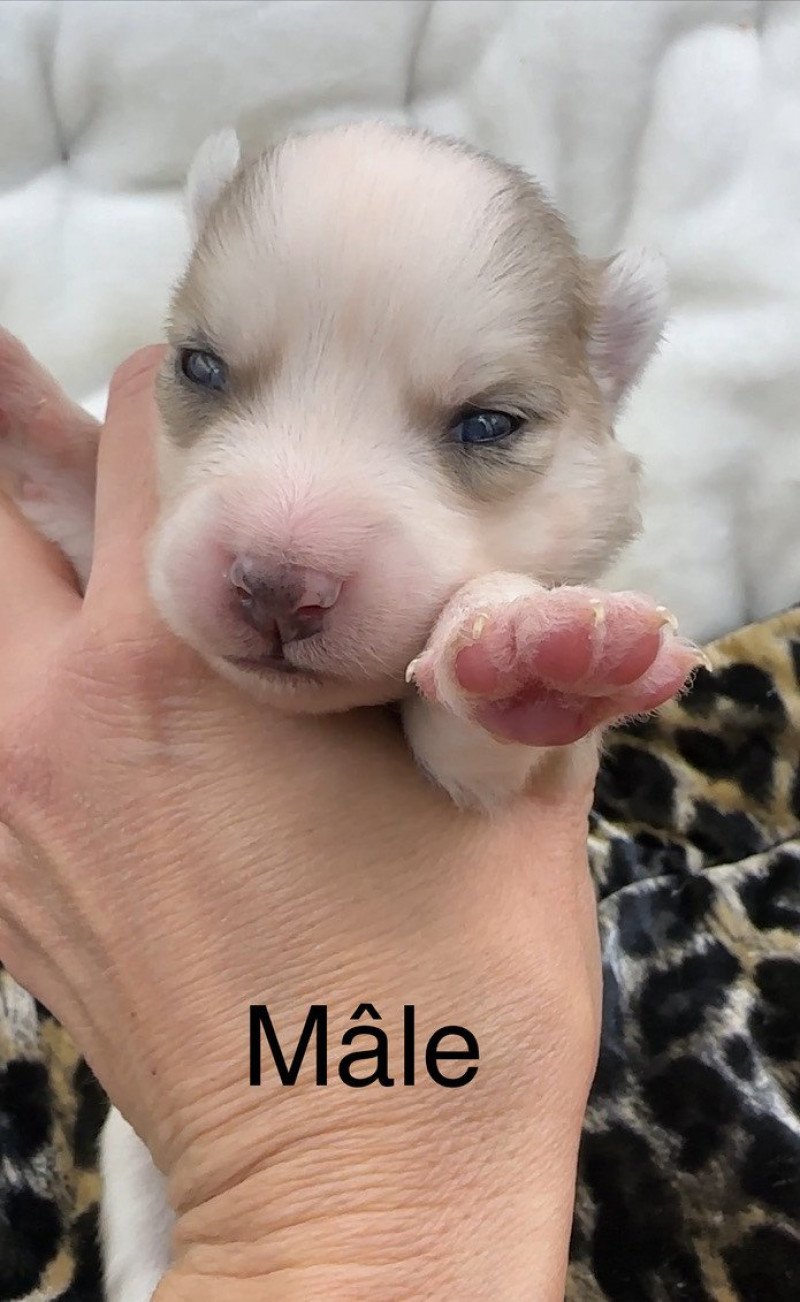 Mâle Merle F4 Mâle Pomsky