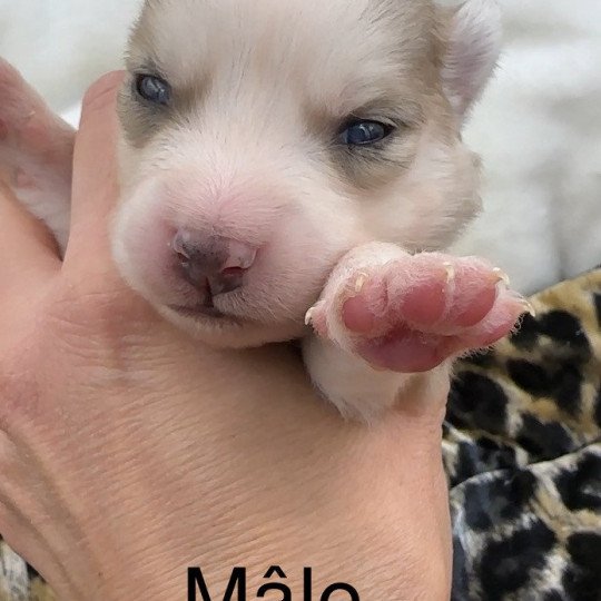 Mâle Merle F4 Mâle Pomsky