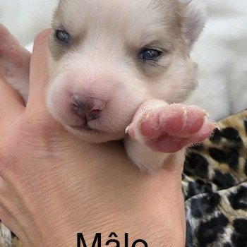 chiot Pomsky F4 3 males et 4 femelles Elevage de Pomsky & Samsky chiot Pomsky F4 3 males et 4 femelles Elevage de Pomsky & Samsky