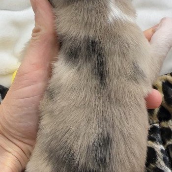 chiot Pomsky choco merle et tan fleur de lys ouverte Mâle Merle F4 Elevage de Pomsky & Samsky chiot Pomsky choco merle et tan fleur de lys ouverte Mâle Merle F4 Elevage de Pomsky & Samsky