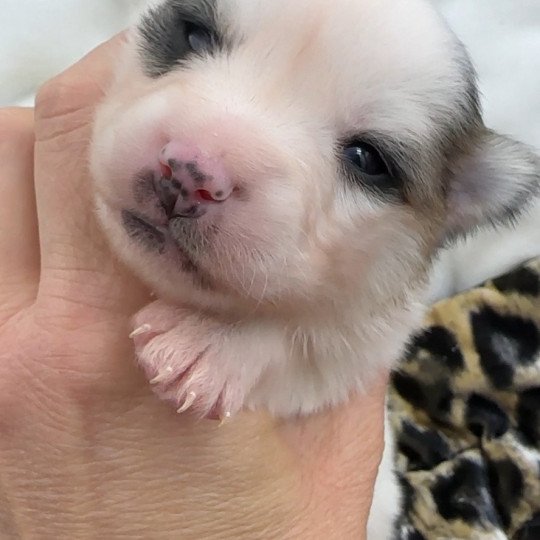 femelle Pomsky F4 Femelle Pomsky