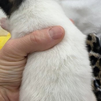 chiot Pomsky Blanche tache noir agouti fluffy certainement yeux bleu femelle Pomsky F4 Elevage de Pomsky & Samsky chiot Pomsky Blanche tache noir agouti fluffy certainement yeux bleu femelle Pomsky F4 Elevage de Pomsky & Samsky