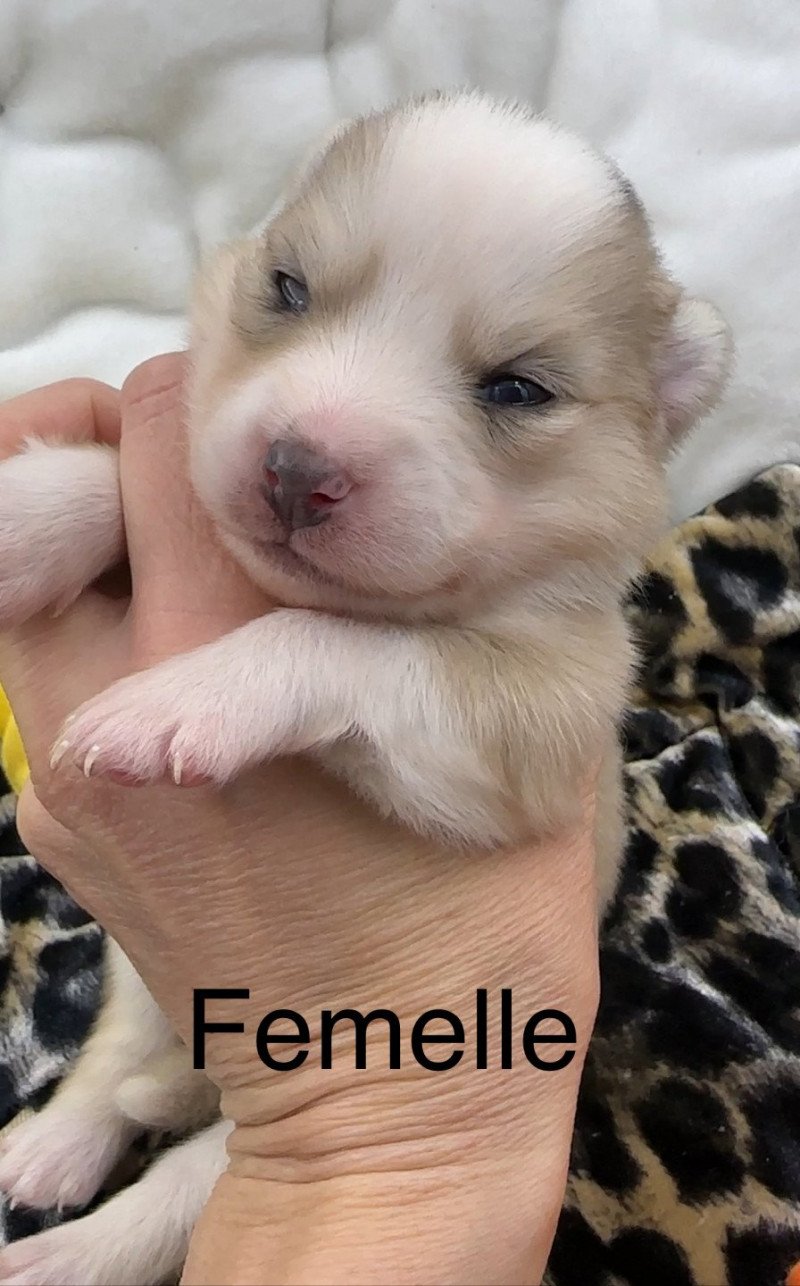 femelle Pomsky F4 Femelle Pomsky