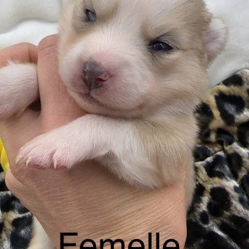 chiot Pomsky choco dilué merle marquage husky fleur de lys ouverte certainement yeux bleu femelle Pomsky F4 Elevage de Pomsky & Samsky