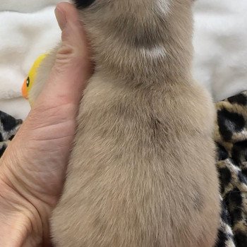 chiot Pomsky choco dilué merle marquage husky fleur de lys ouverte certainement yeux bleu femelle Pomsky F4 Elevage de Pomsky & Samsky chiot Pomsky choco dilué merle marquage husky fleur de lys ouverte certainement yeux bleu femelle Pomsky F4 Elevage de Pomsky & Samsky