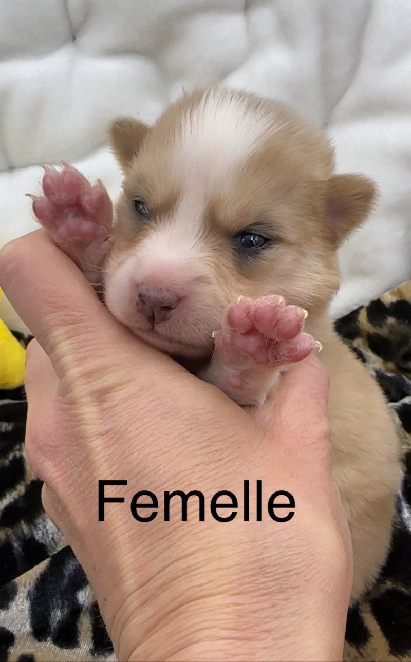 femelle Pomsky F4 Femelle Pomsky