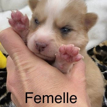 chiot Pomsky choco dilué merle certainement yeux bleu femelle Pomsky F4 Elevage de Pomsky & Samsky